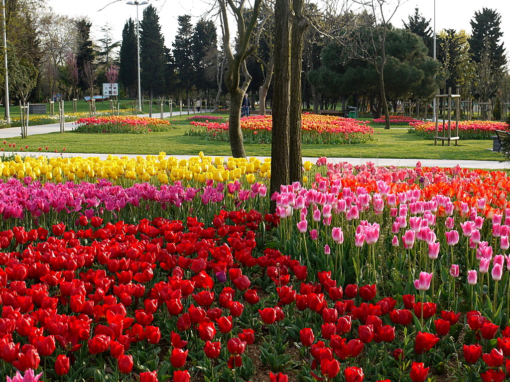 The tulip time in Istanbul